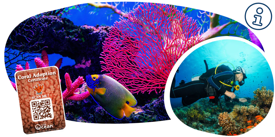 Coral Restoration Bracelet - Image 5