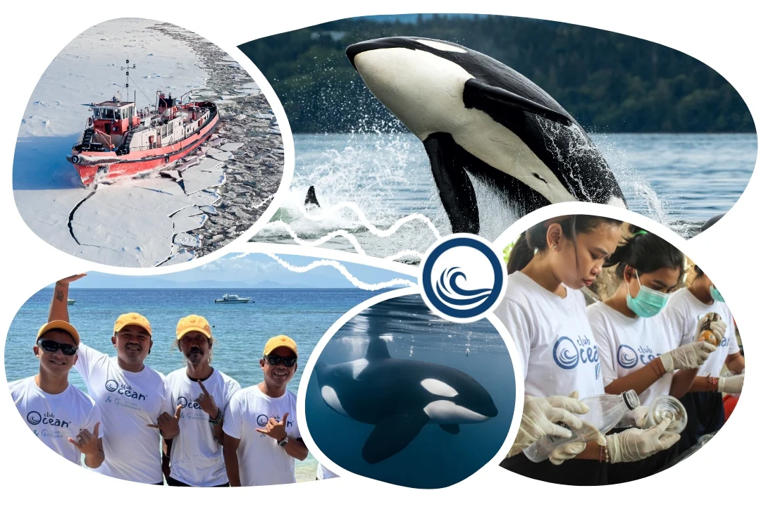 Orca Adoption Plushie - Image 3