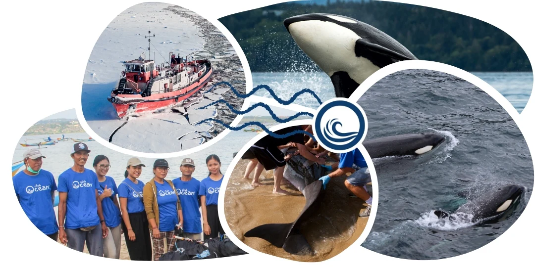 Orca Tracking Bracelet - Image 4