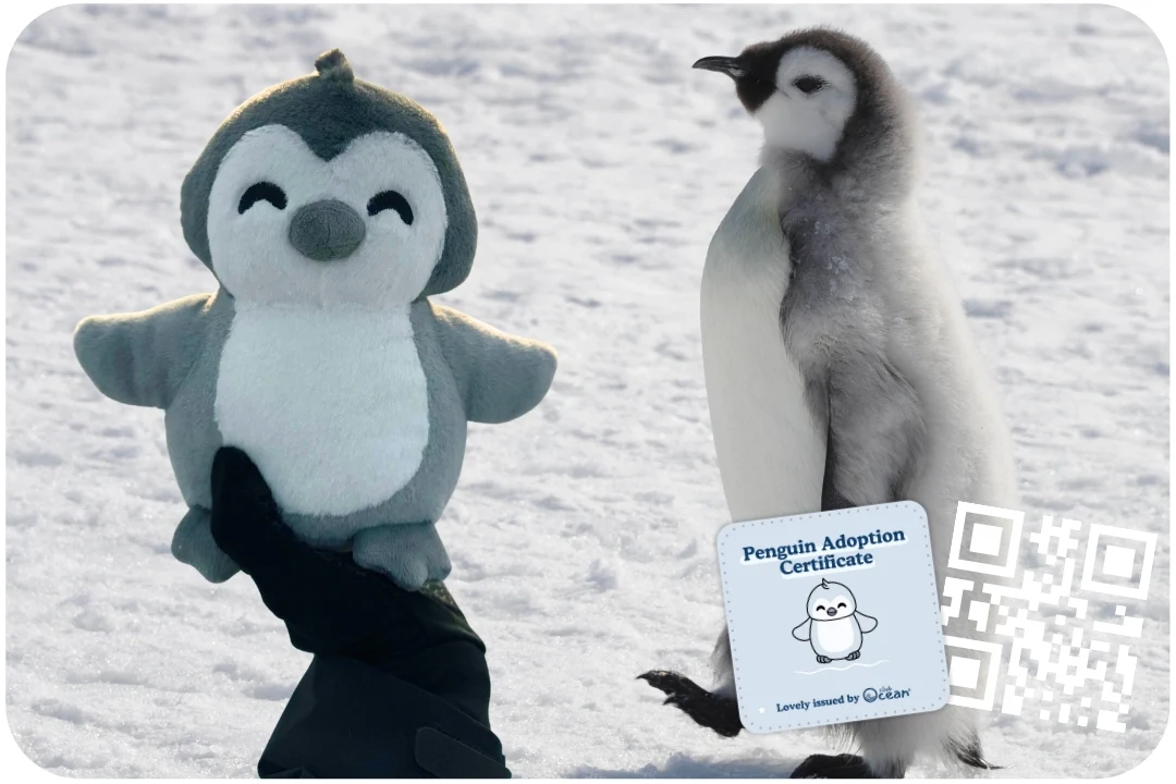 Penguin Adoption Plushie - Image 5