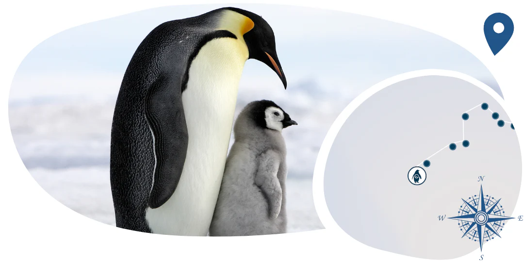 Penguin Tracking Bracelet - Image 5