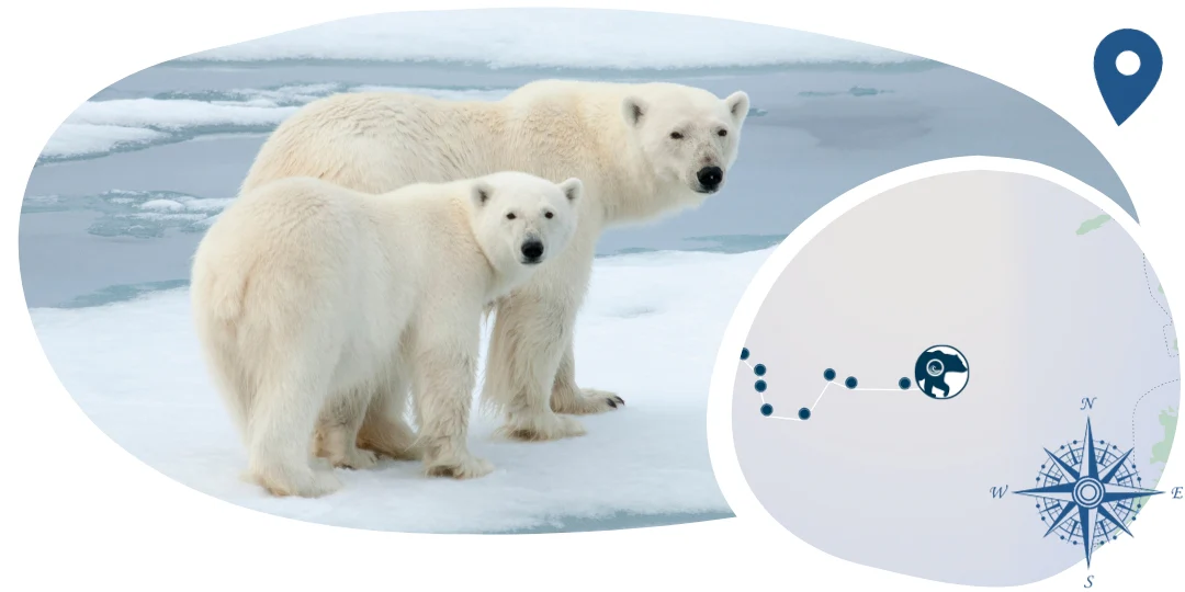 Polar Bear Tracking Bracelet - Image 5