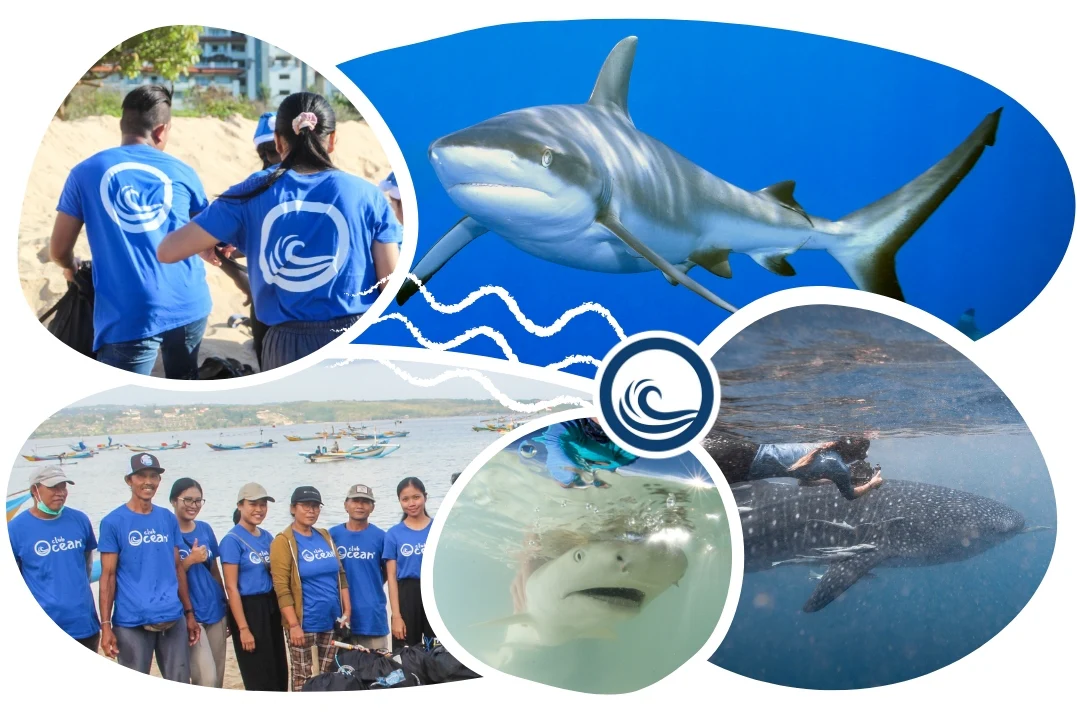 Shark Adoption Cap - Image 3