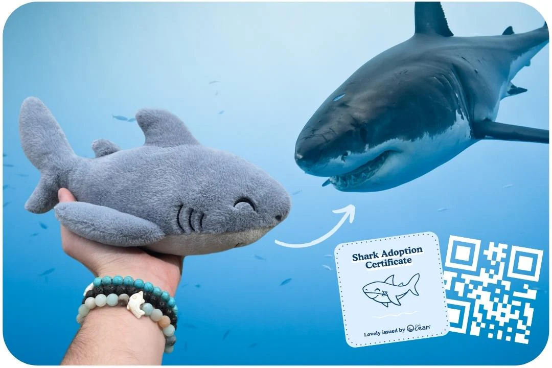 Shark Adoption Plushie - Image 5