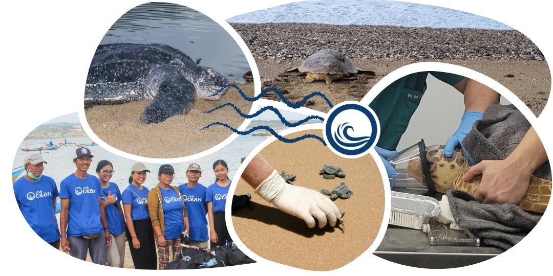 Turtle Tracking Bracelet - Image 4