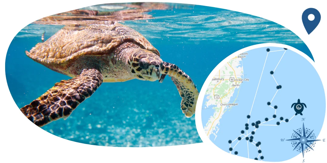 Turtle Tracking Bracelet - Image 5
